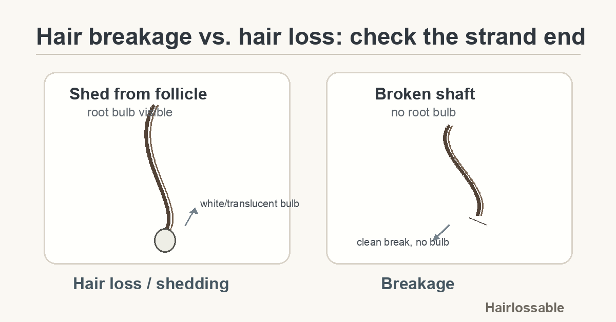 Hair loss vs hair breakage — a shed strand with a root bulb versus a broken strand without a bulb