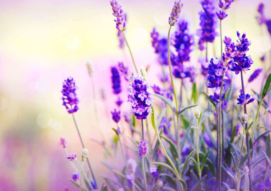 Herbs to Fight Hair Loss