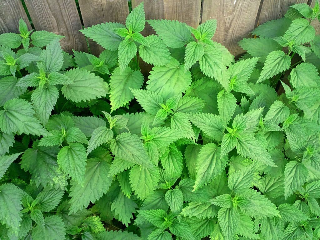 Herbs for Hair Loss